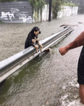 Lost dog being rescued during Hurricane.