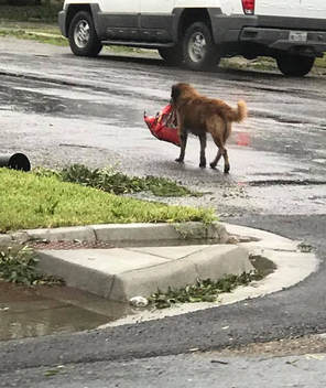 Otis the dog carrying food during Hurricane Harvey.